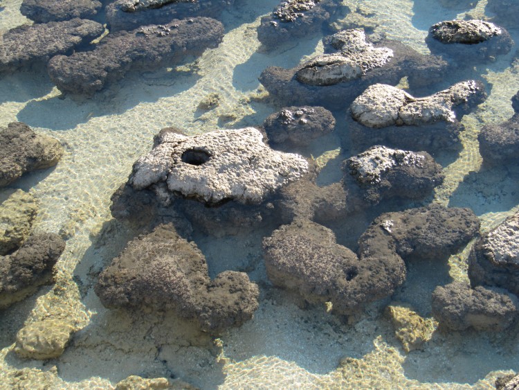 Stromatolithe – Geologische Botschafter aus dem Archaikum