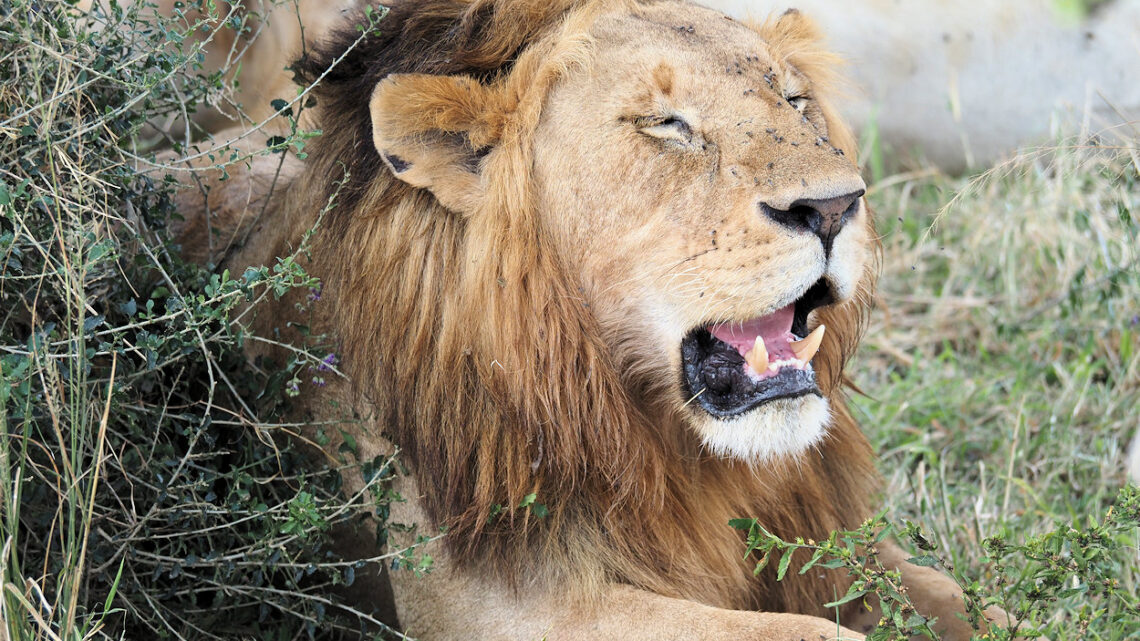 Masai Mara: bedrohtes Schutzgebiet in Kenia